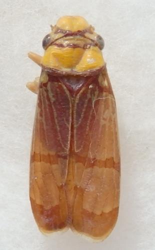 Pseudometopia phalaesia